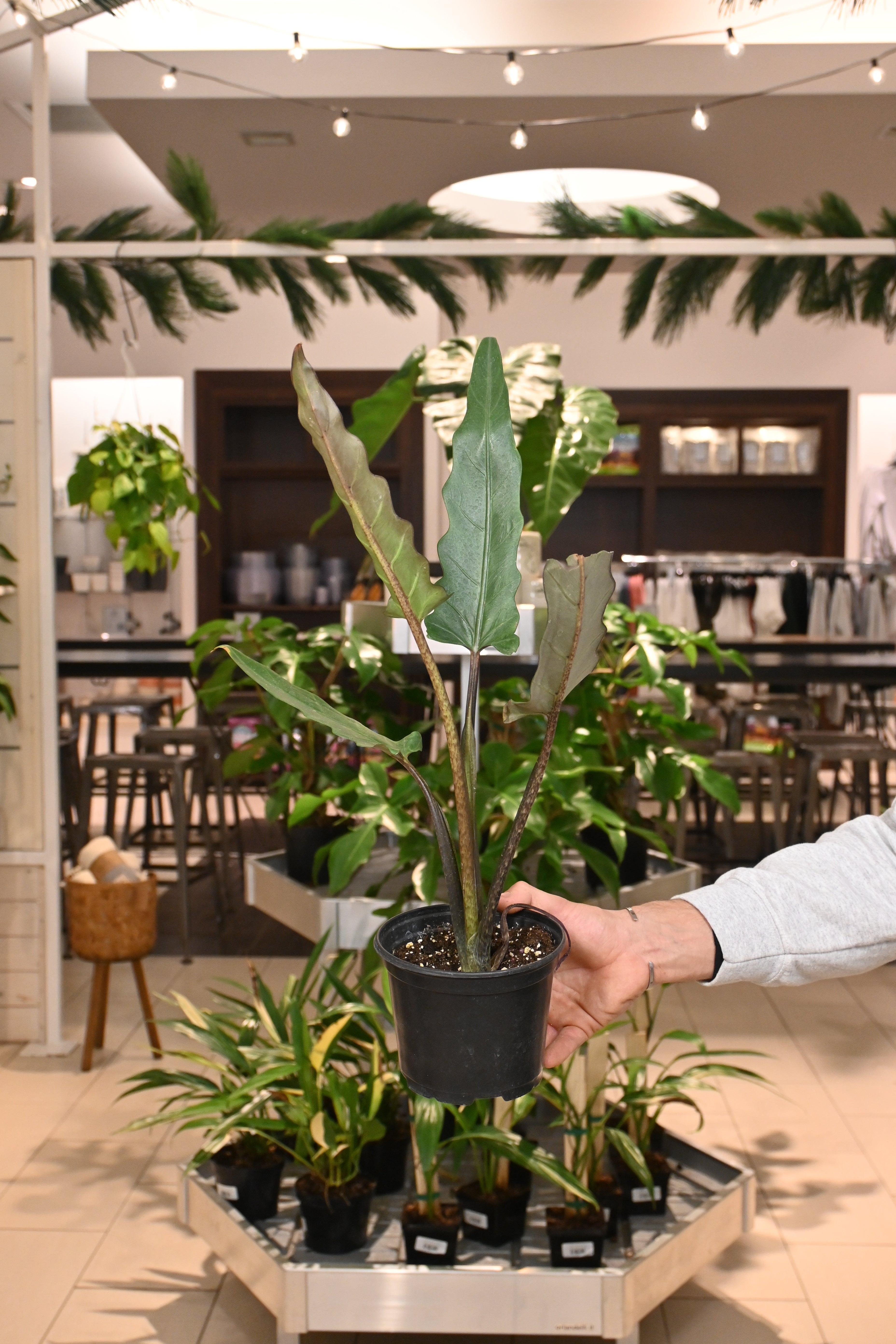 Alocasia Lauterbachiana