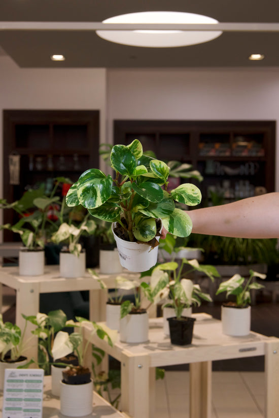 Peperomia Marble