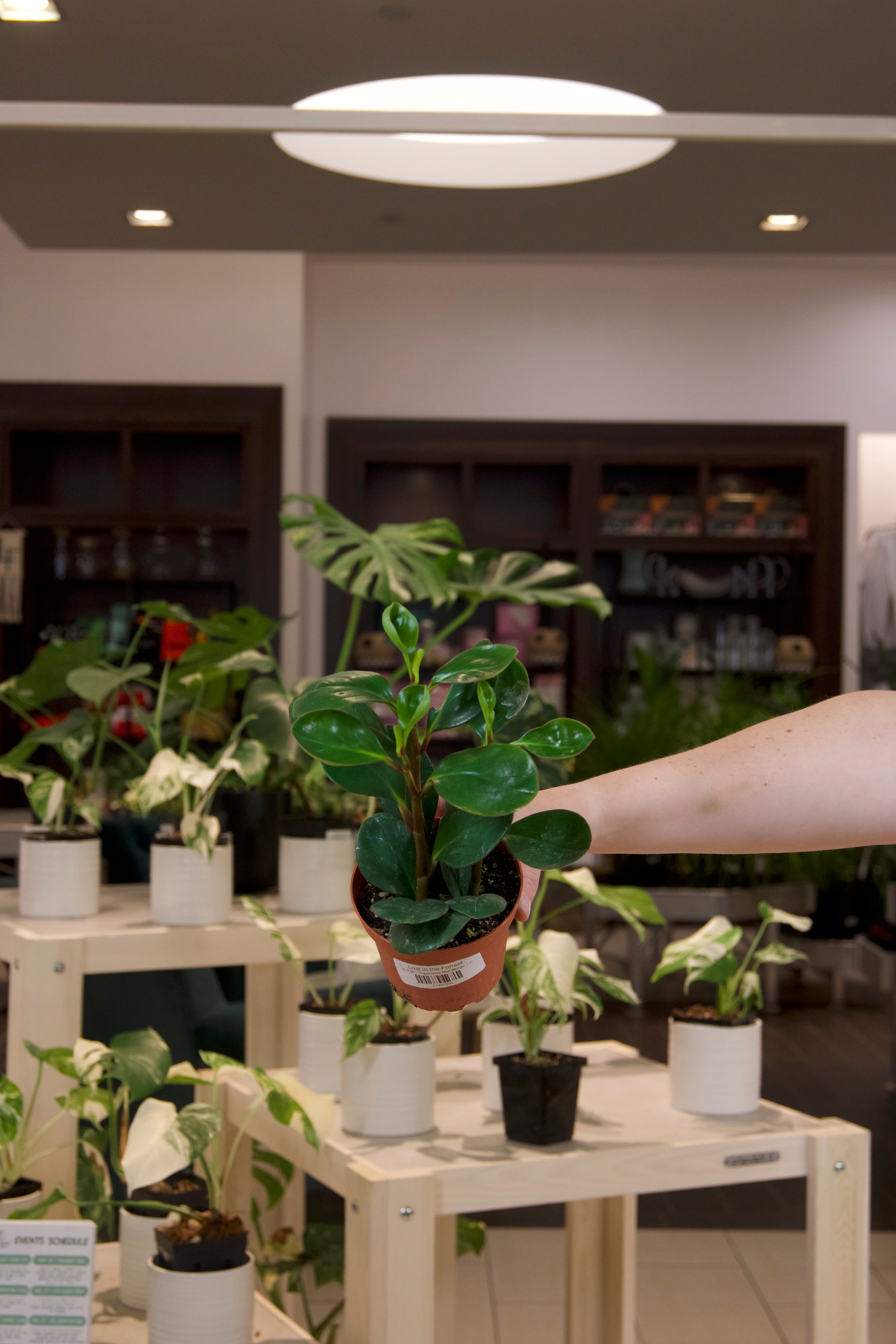 Peperomia Red Margin