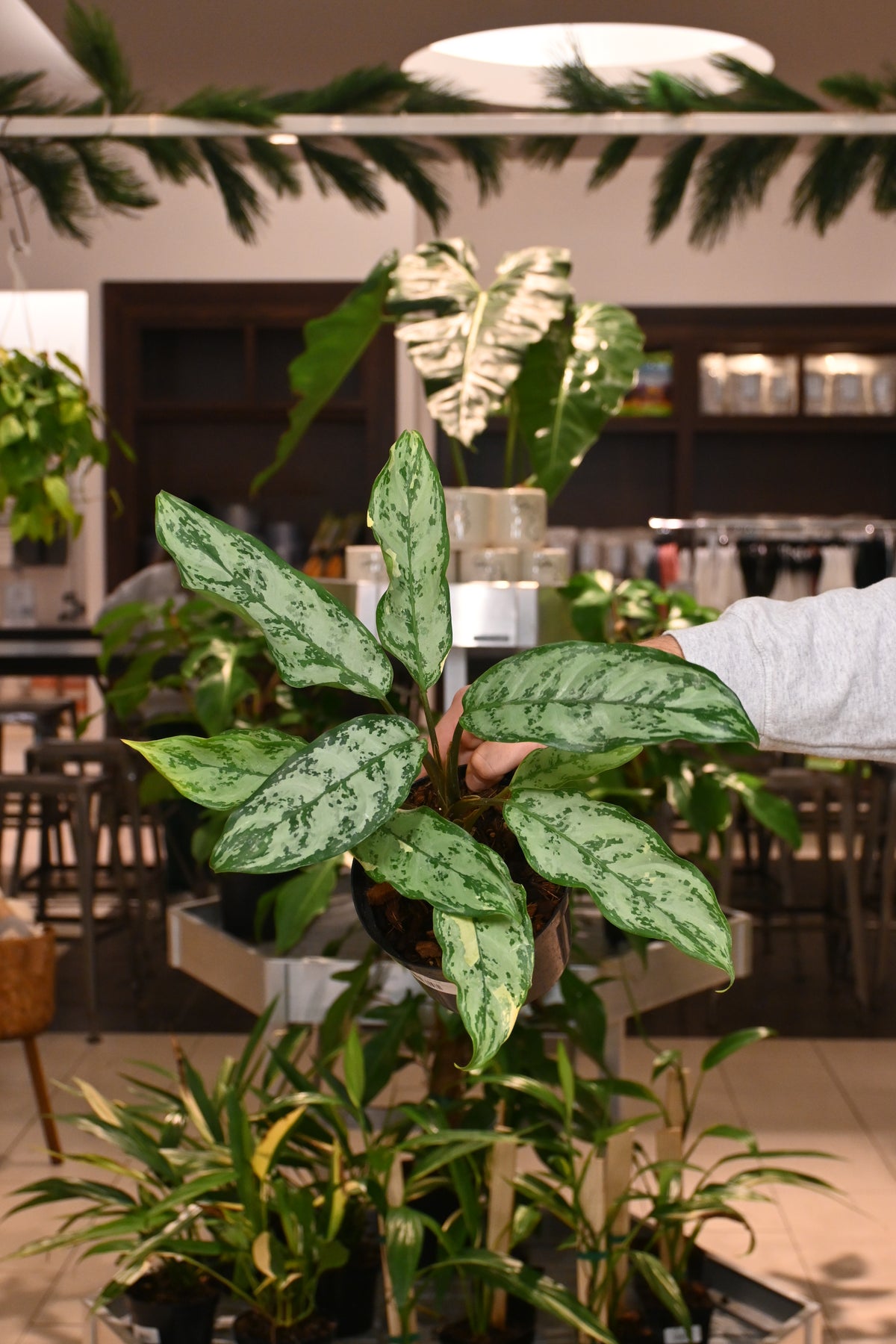 Commutatum Aglaonema Commutatum Variegated – Lost in the Forrest