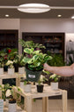 Peperomia Assorted