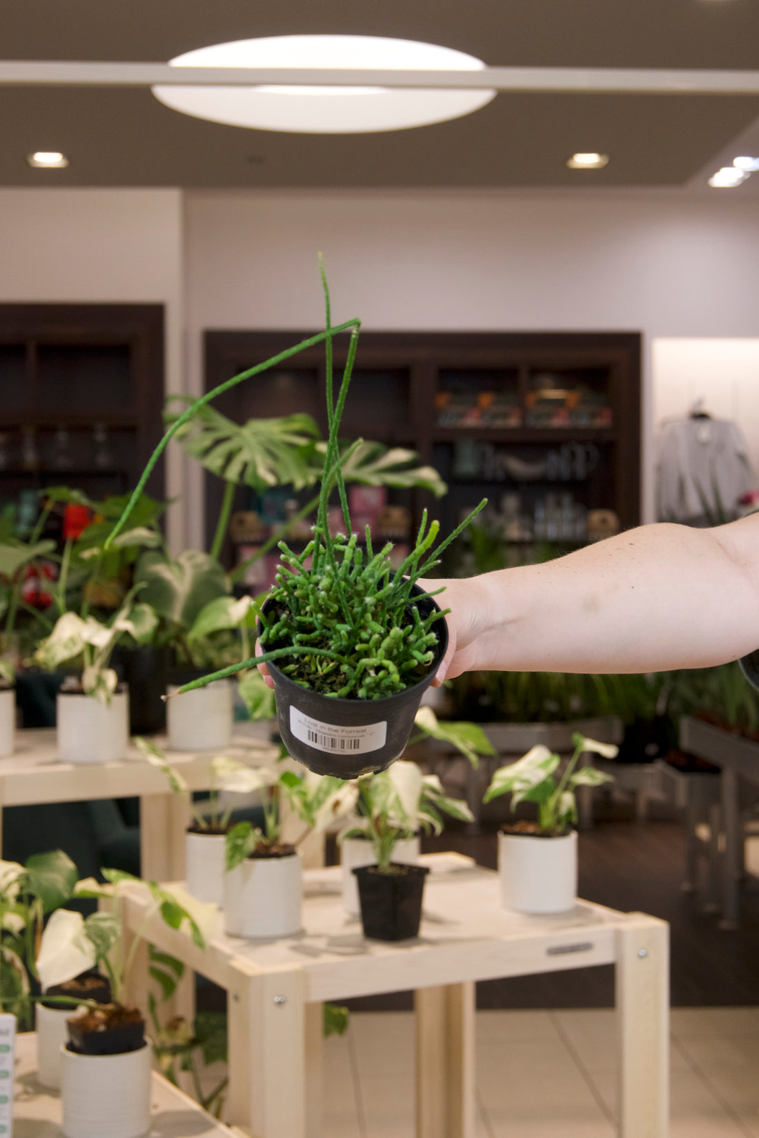 Rhipsalis Cereuscula