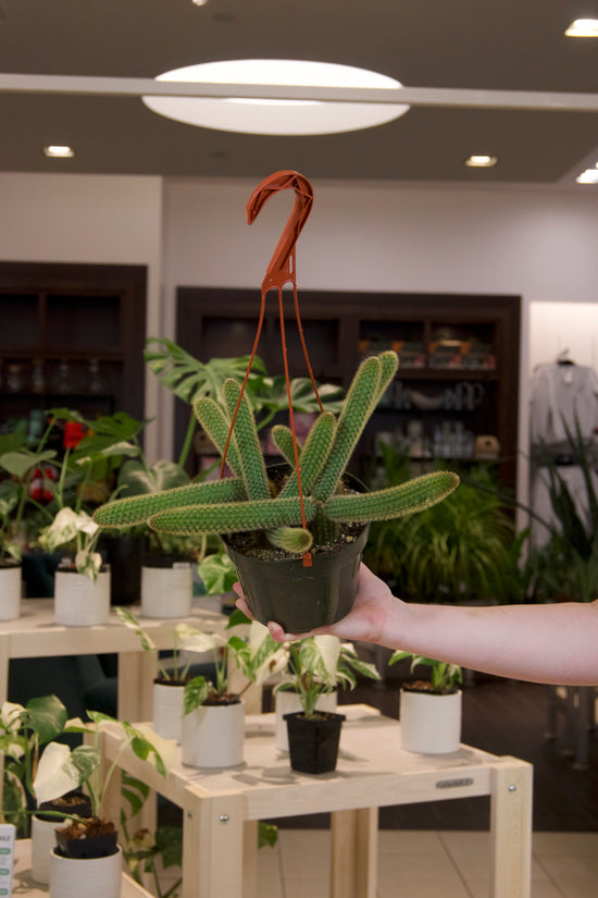 Golden Rattail Cactus