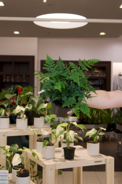 Rabbit Foot Fern