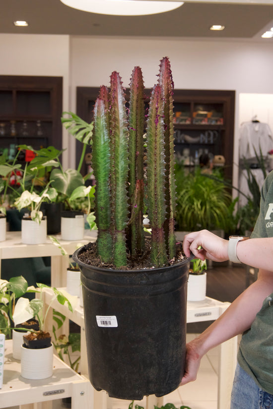 Euphorbia Trigona Rubra