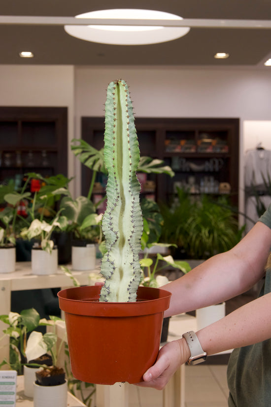 Euphorbia Amak Variegated