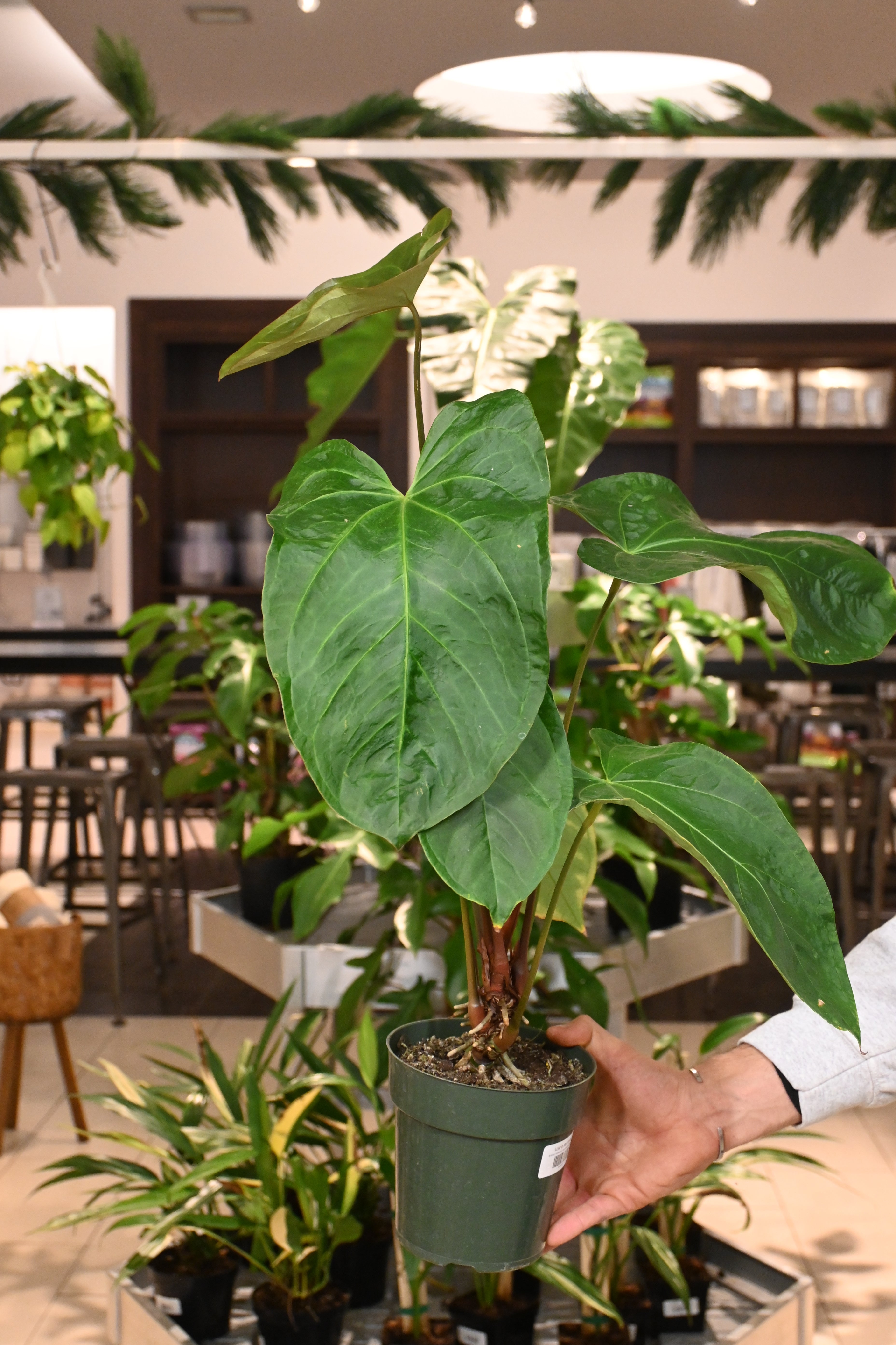 Anthurium Ace of Spades x Pink Flower