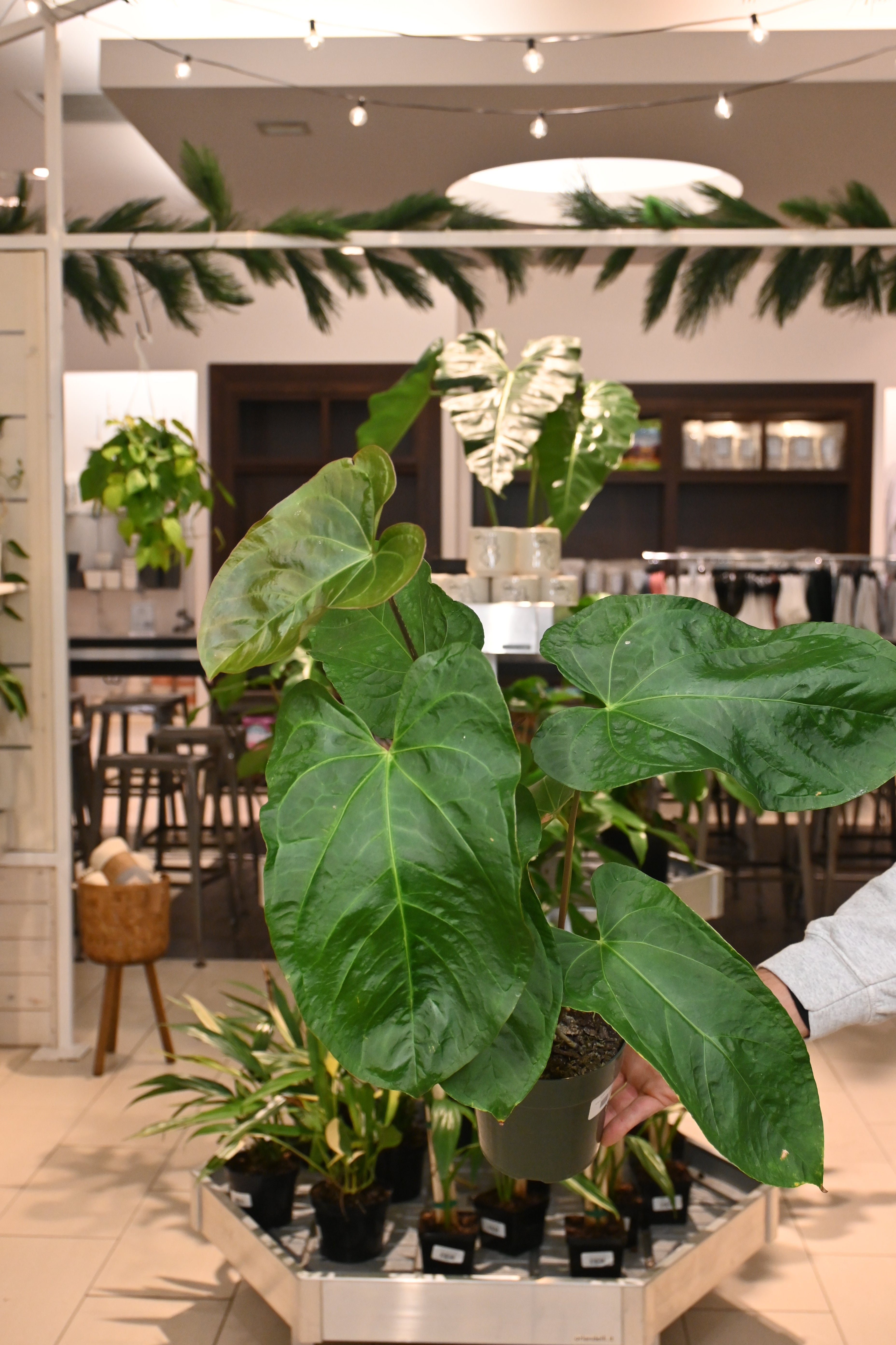 Anthurium Ace of Spades x Pink Flower