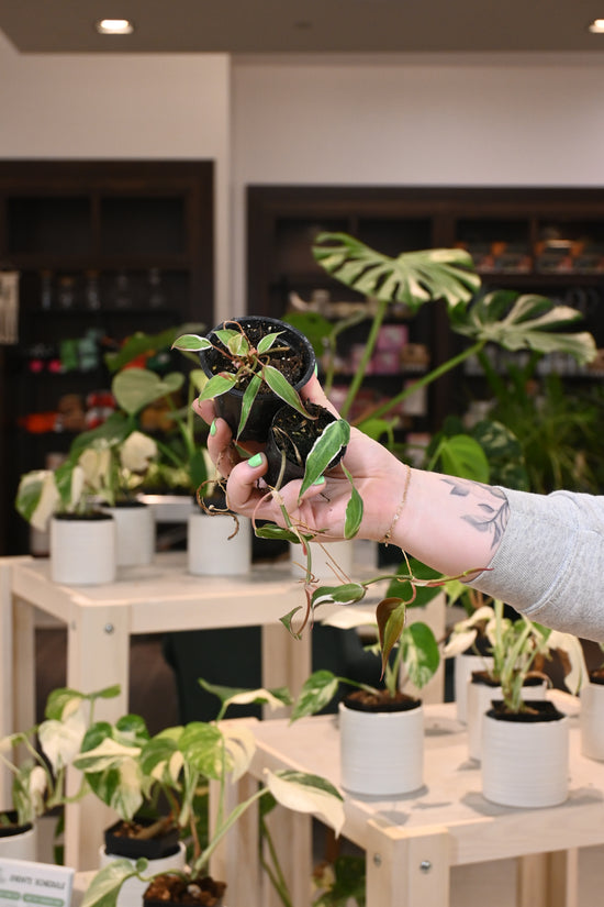 Philodendron Micans Variegated &