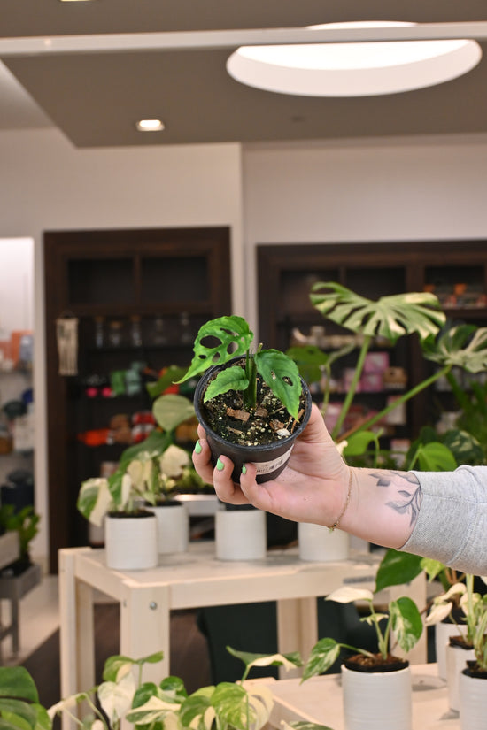 Monstera Obliqua Peru