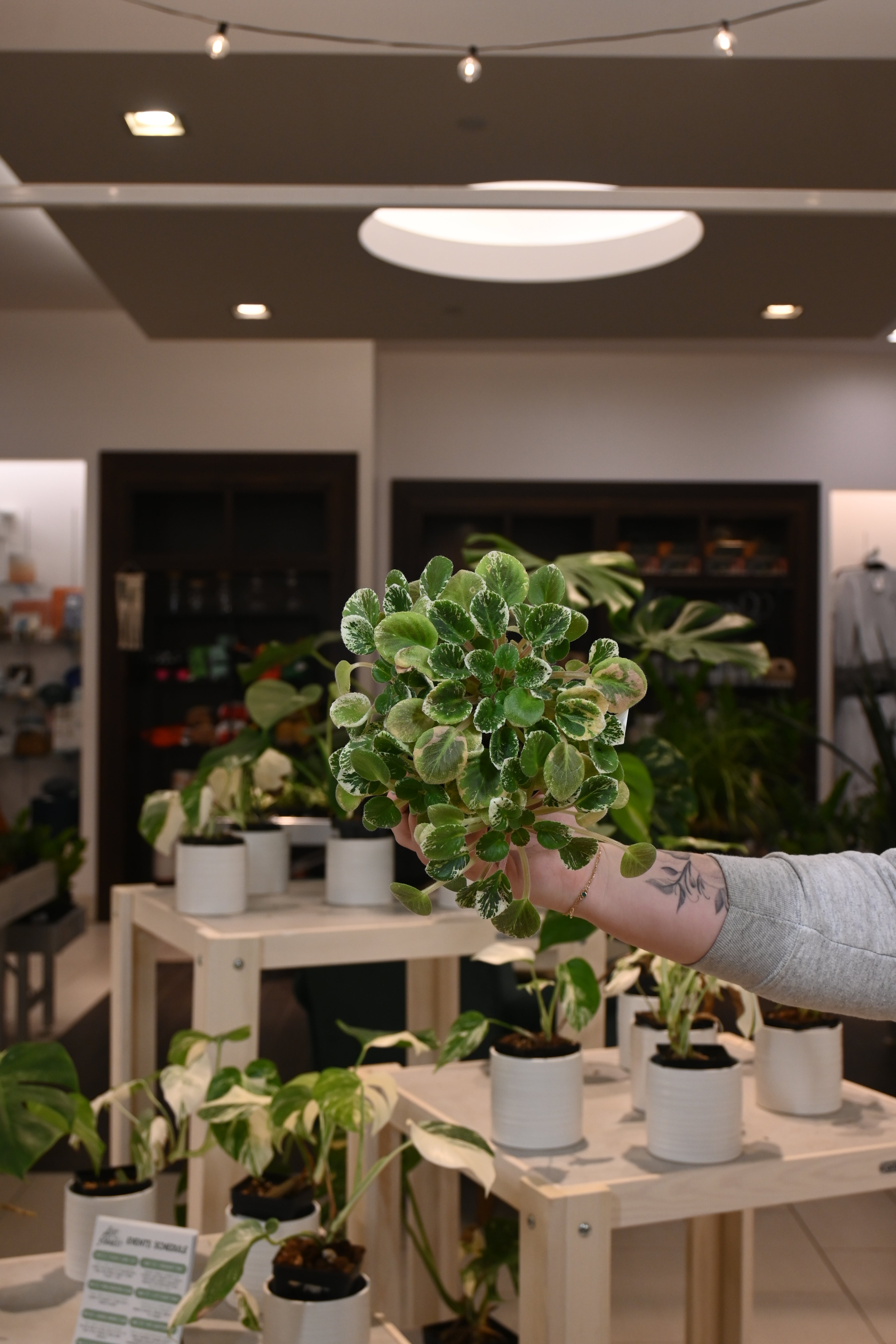 African Violet Precious Lavender