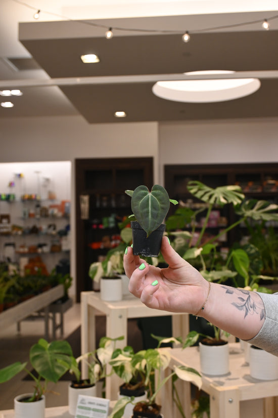 Anthurium Doc Block Hybrid x Blue Velvet Forgetii