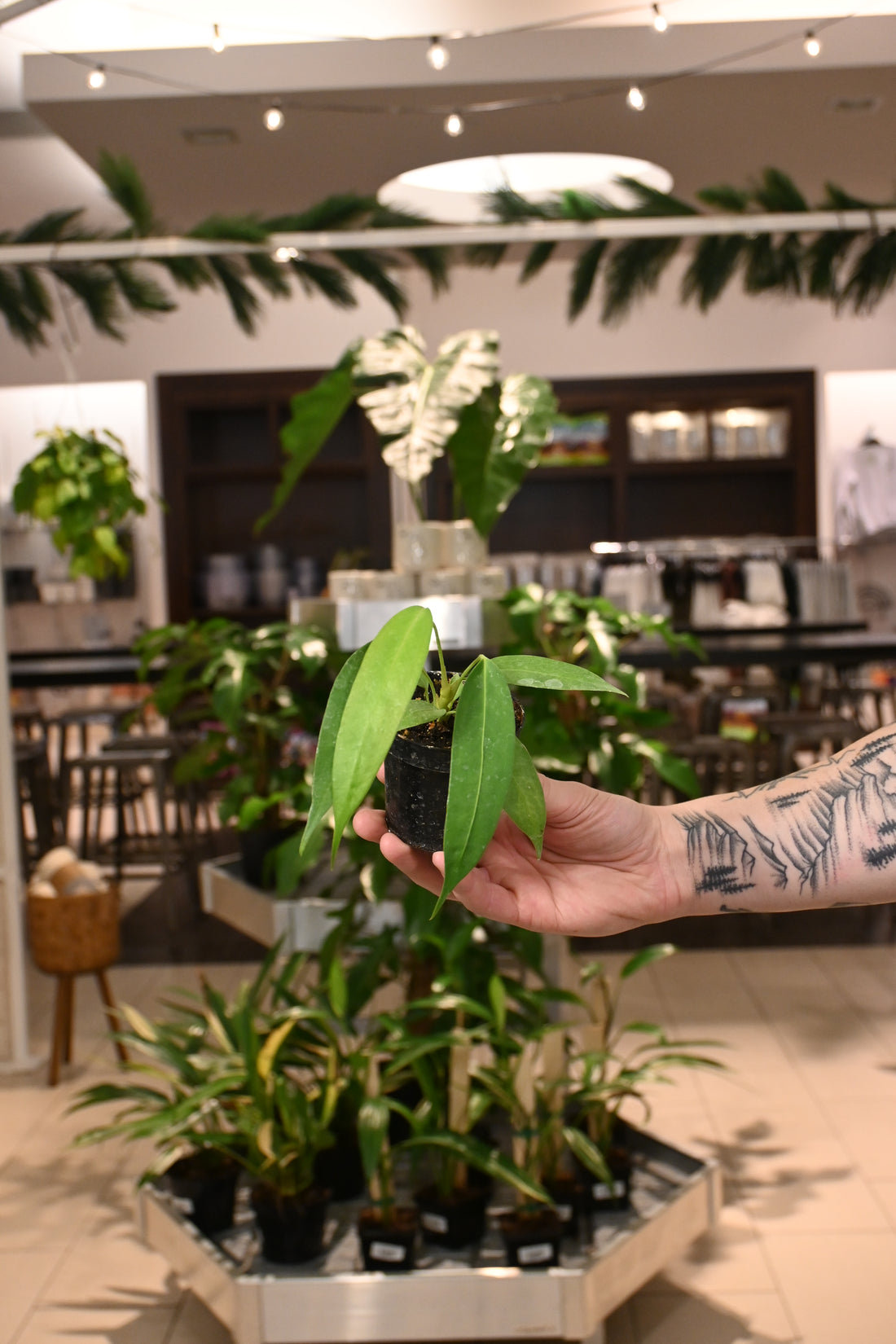 Anthurium Wendlingeri