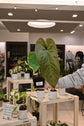 Anthurium Nigrolaminum &