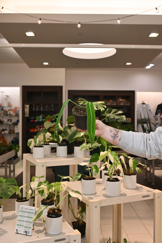 Anthurium Warocqueanum