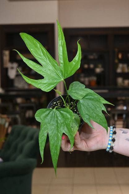 anthurium pedatoradiatum fingers Anthurium Fingers – Lost in the Forrest