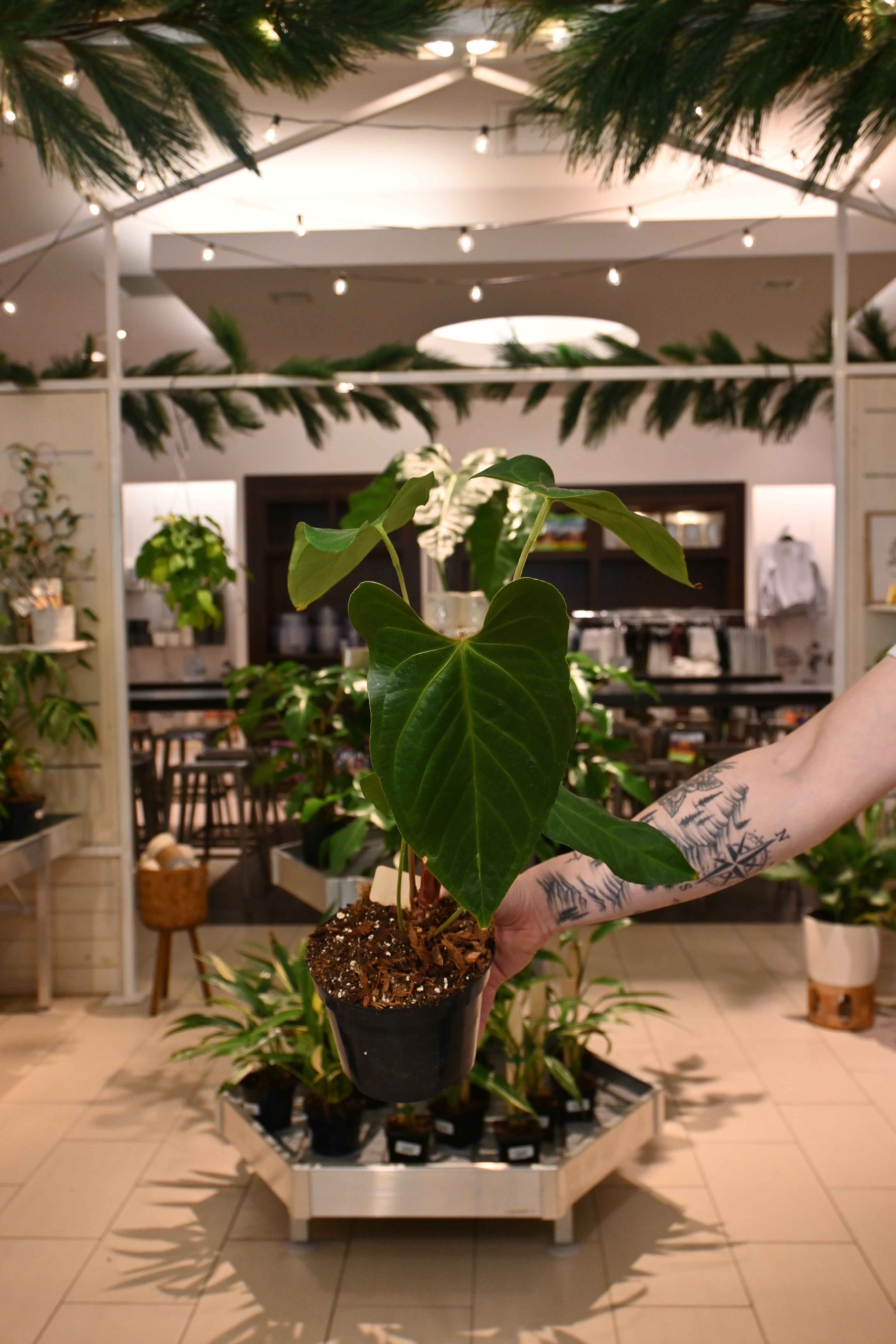 Anthurium Nigrolaminum x Crystallinum