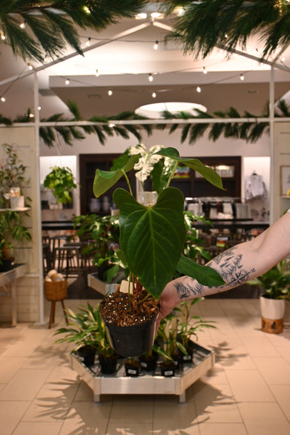 Anthurium Nigrolaminum x Crystallinum