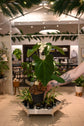 Anthurium Nigrolaminum x Crystallinum