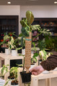Philodendron Melanochrysum Variegated