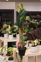 Philodendron Melanochrysum Variegated