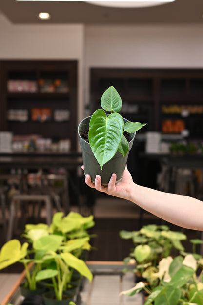 Anthurium Veitchii