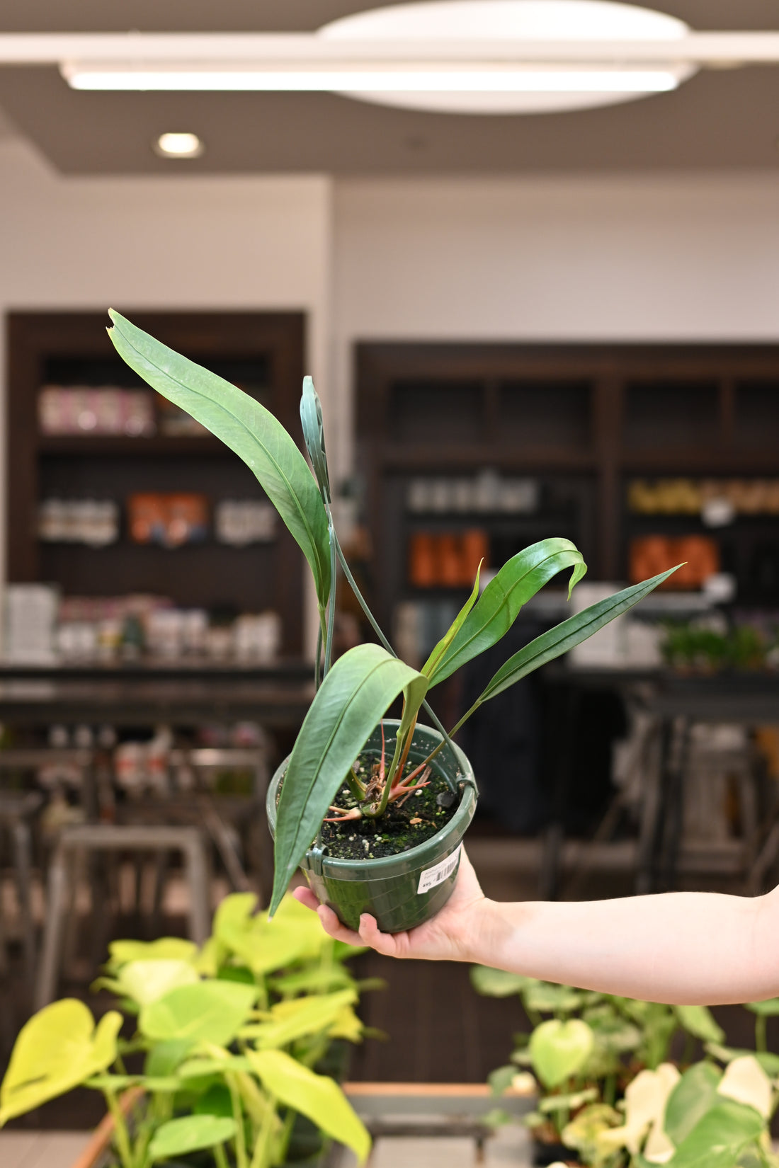 Anthurium Fornicifolium