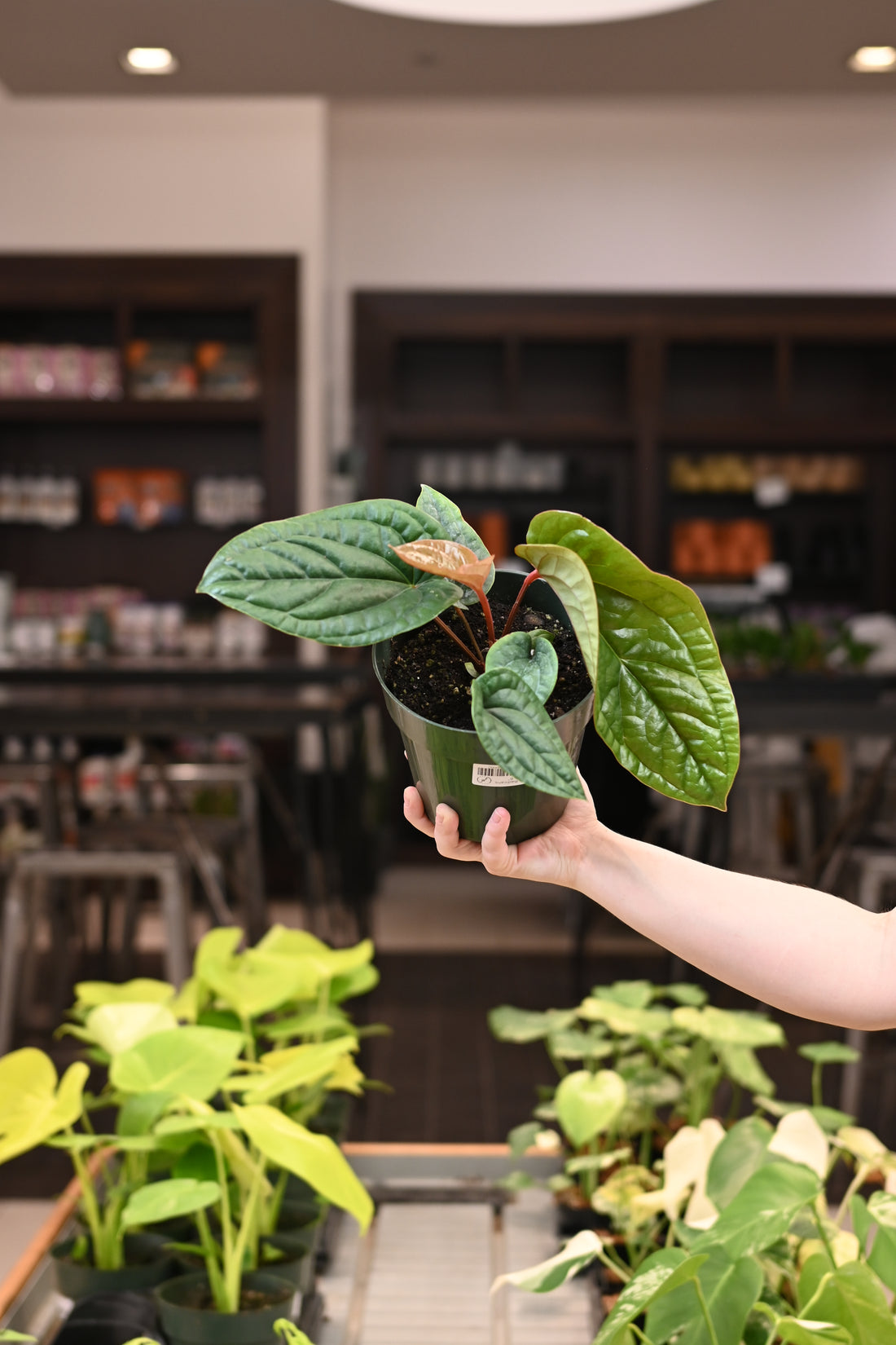 Anthurium Radicans x Luxurians