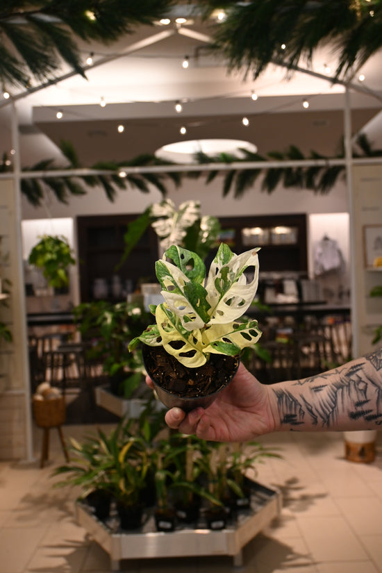 Monstera Adansonii Variegated