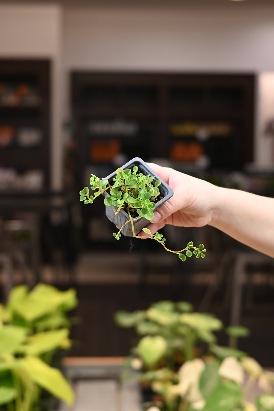 Pilea Baby Tears Silver