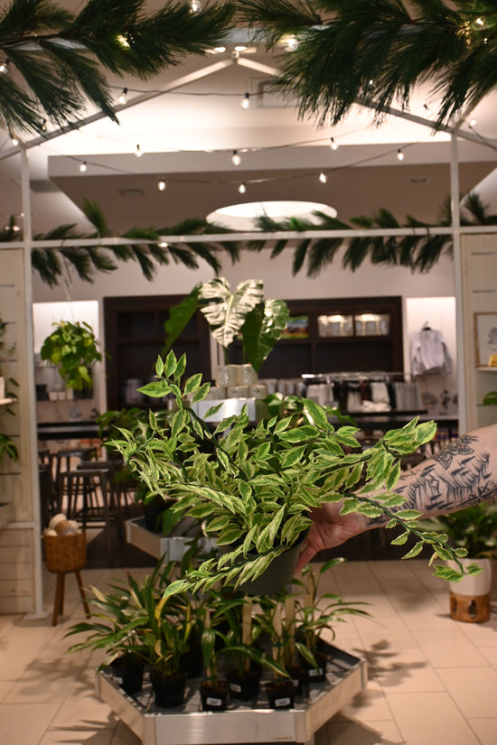 Euphorbia Tithymaloides Variegata