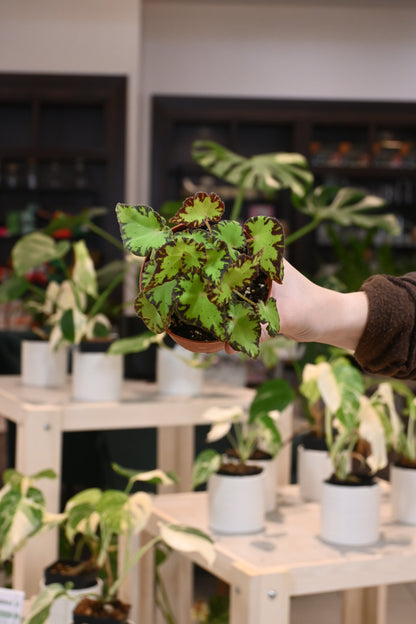 Begonia Rex