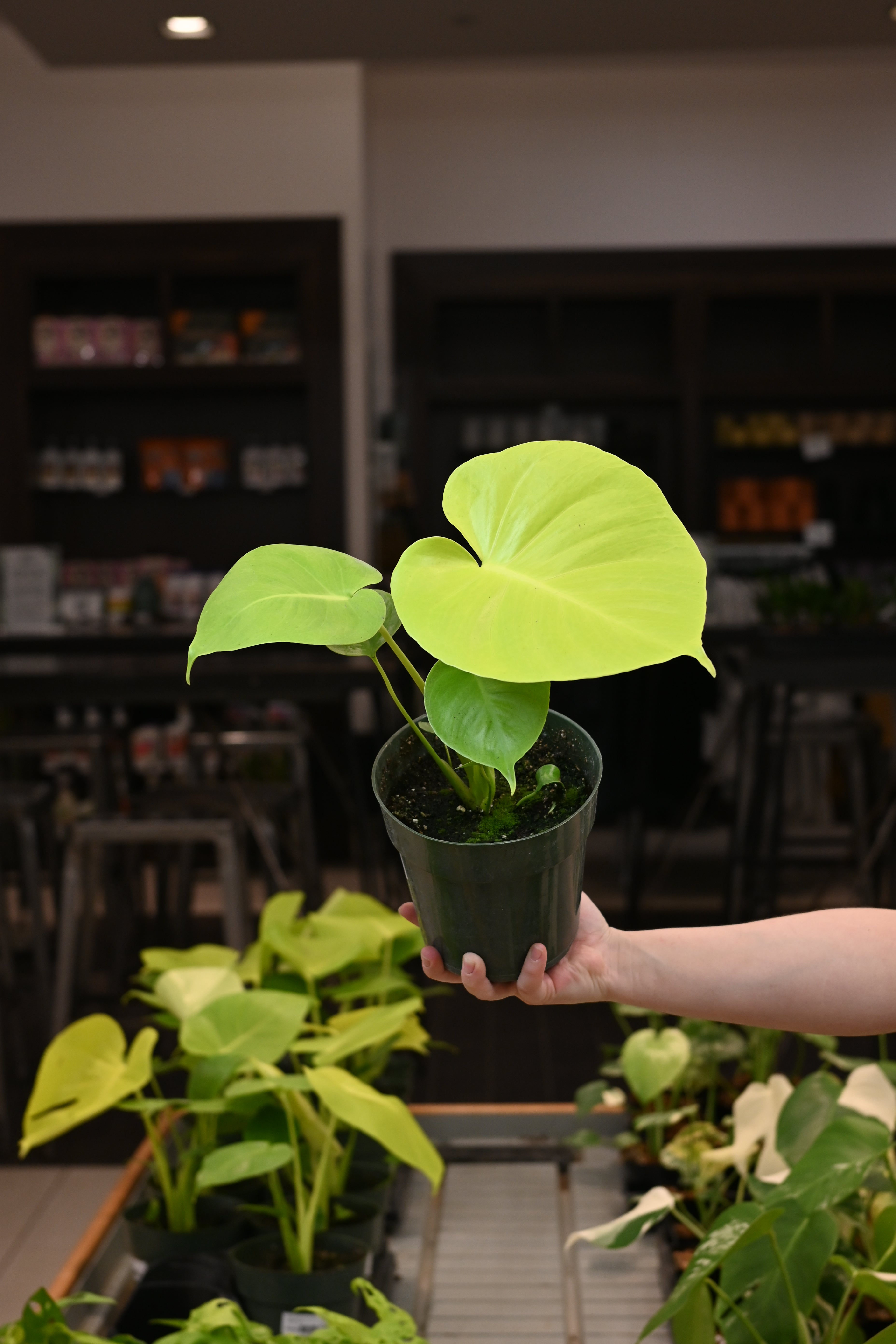 Monstera Lemon Lime – Lost in the Forrest