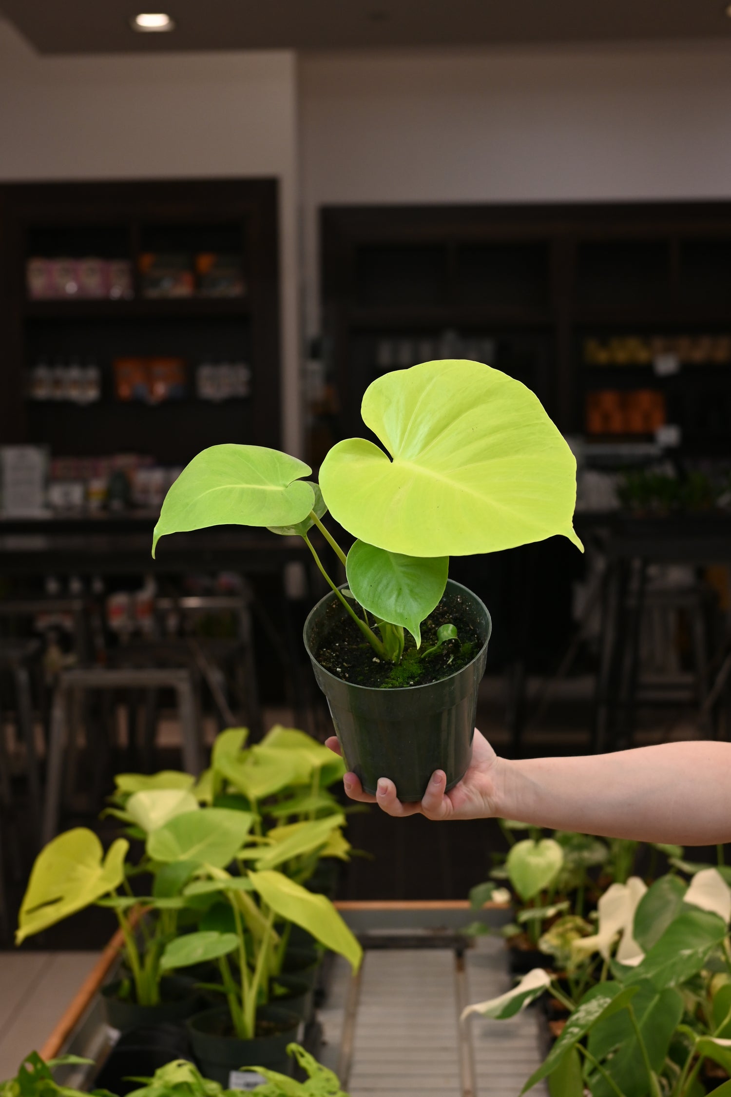 Monstera Lemon Lime