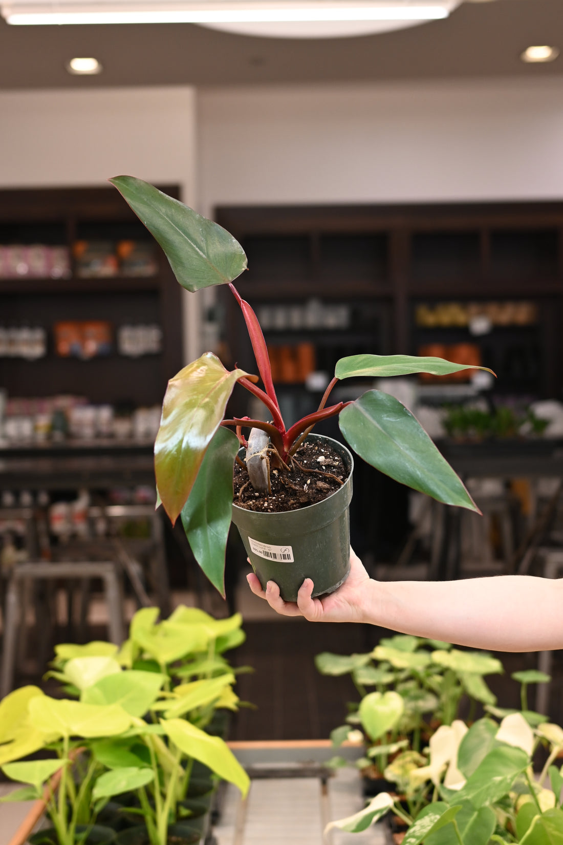 Philodendron Dark Lord