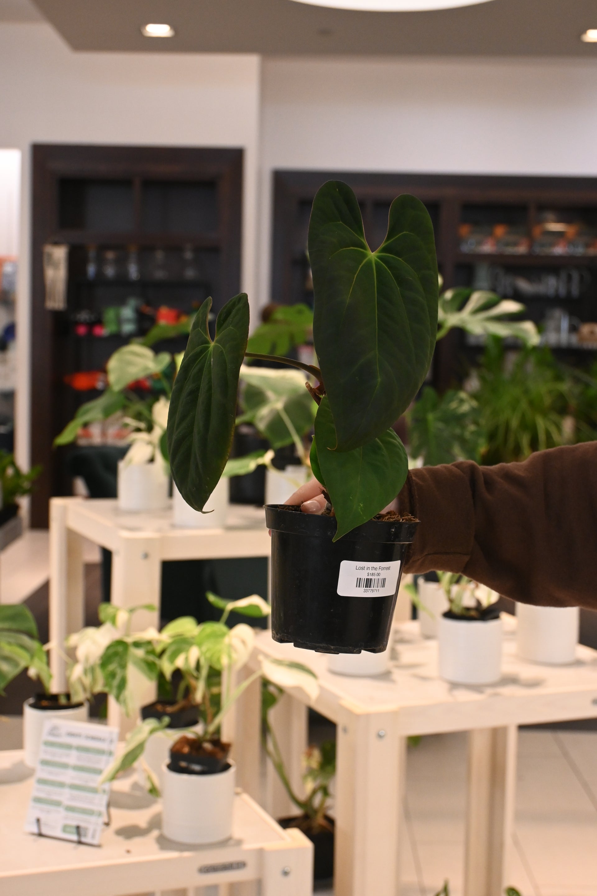 Anthurium Papillilaminum (Long) x 'Dark Phoenix' – Lost in the Forrest