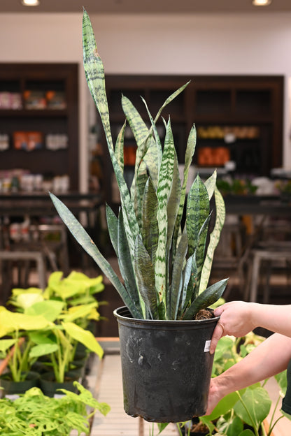 Sansevieria Zeylanica