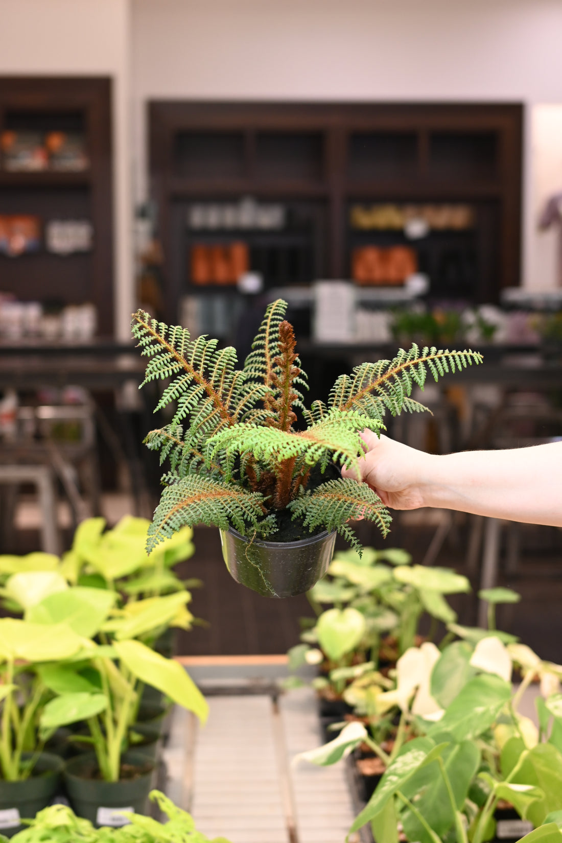 Australian Tree Fern