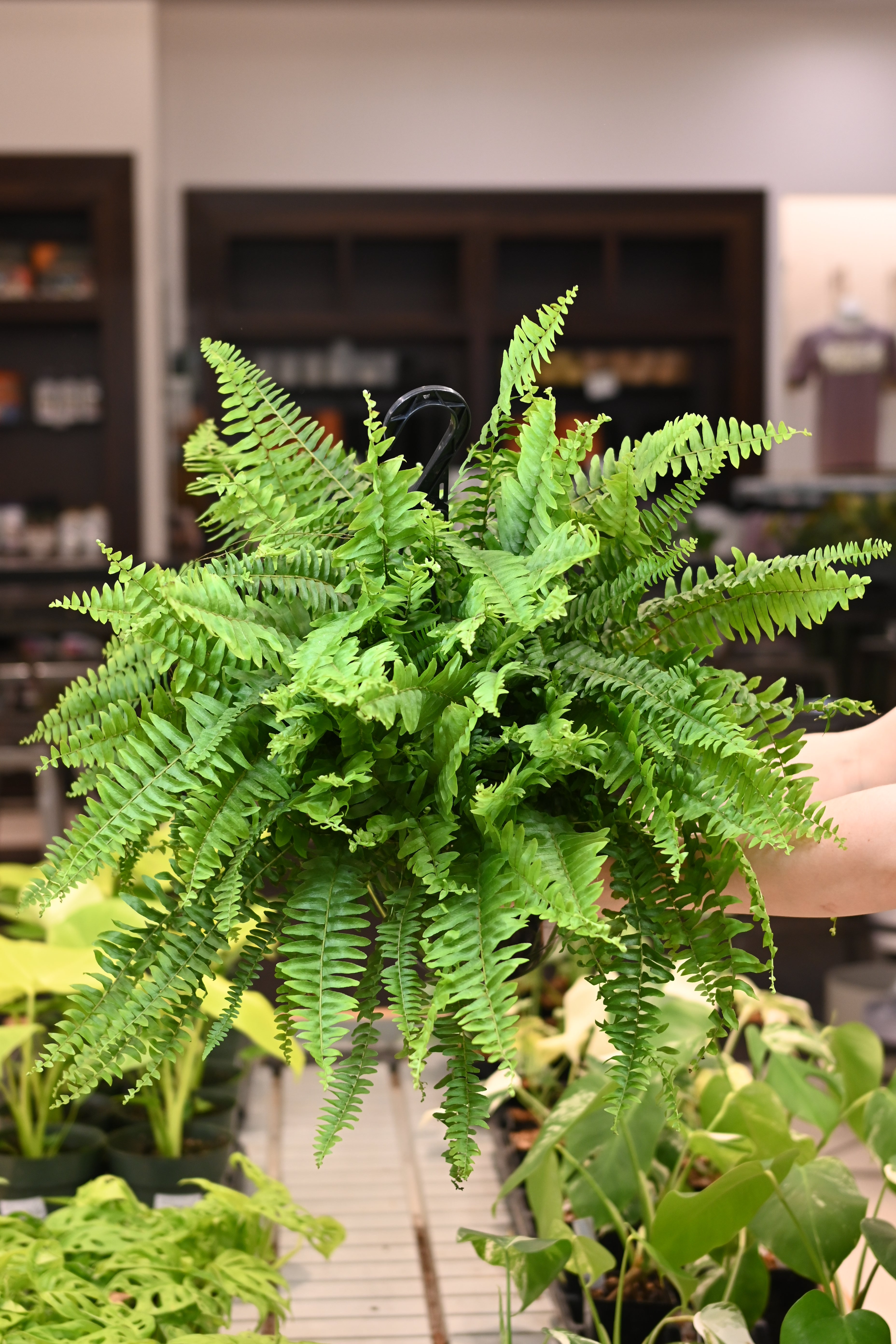 Boston Fern