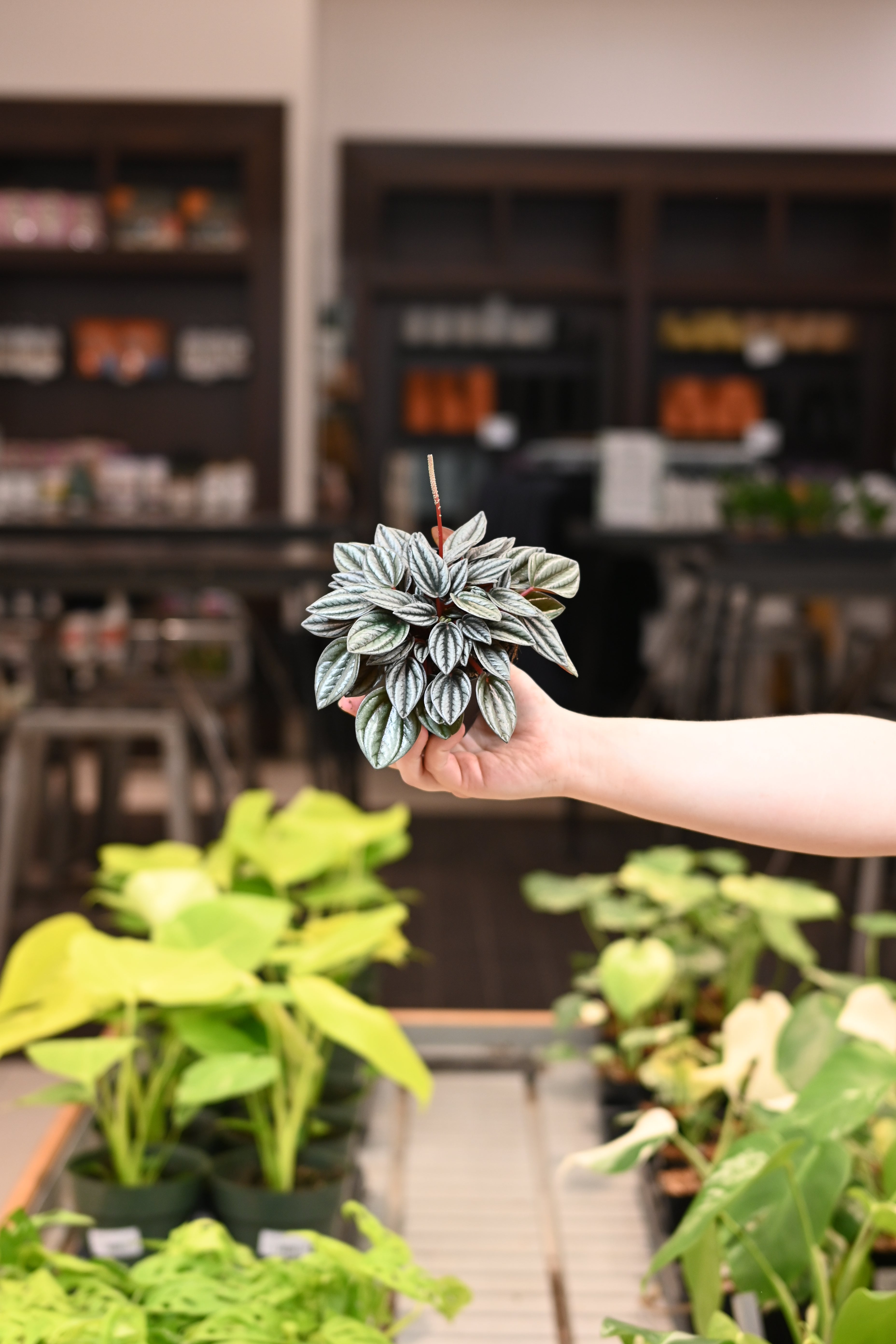 Peperomia Napolin Night