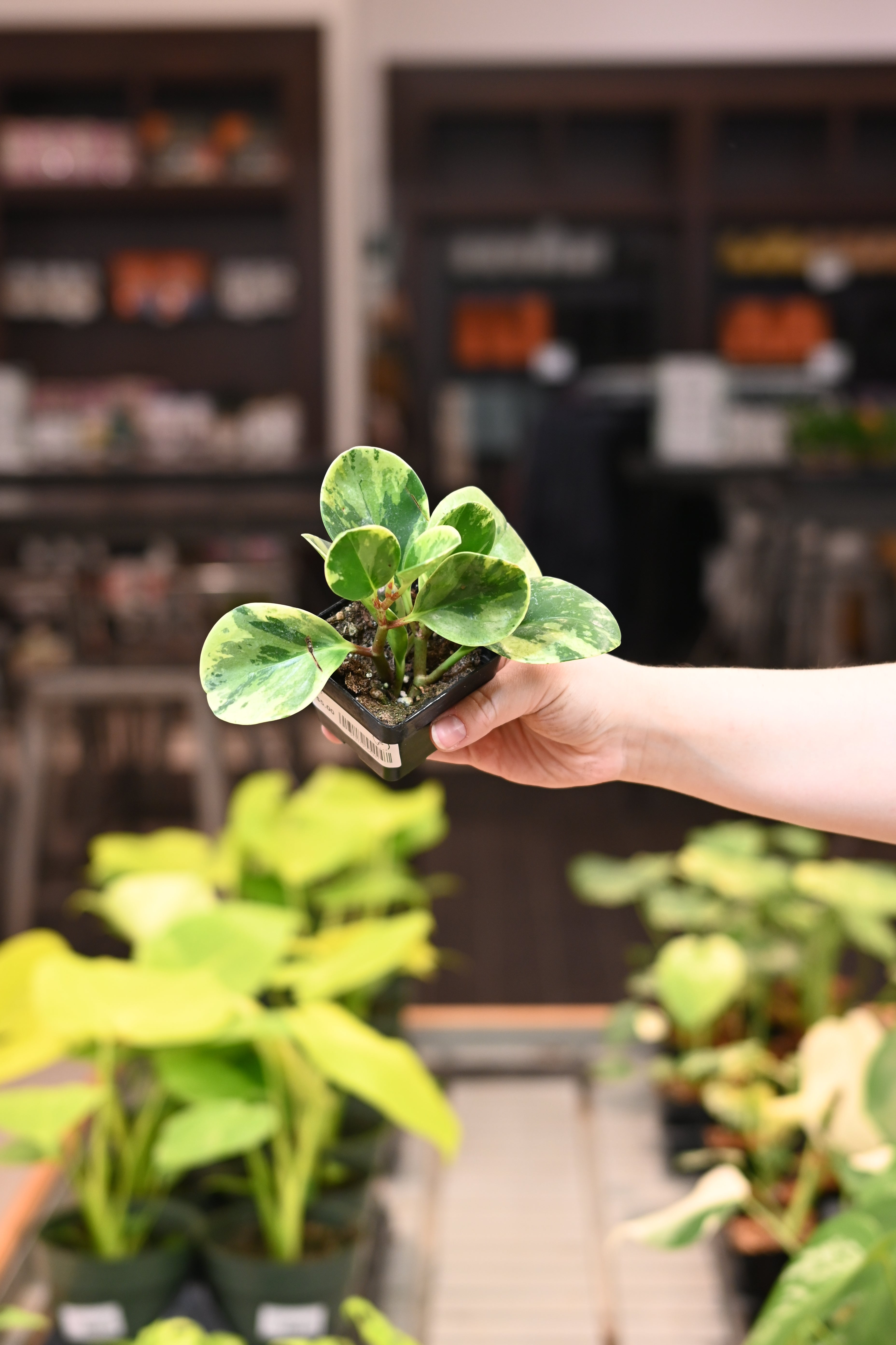 Peperomia Marble