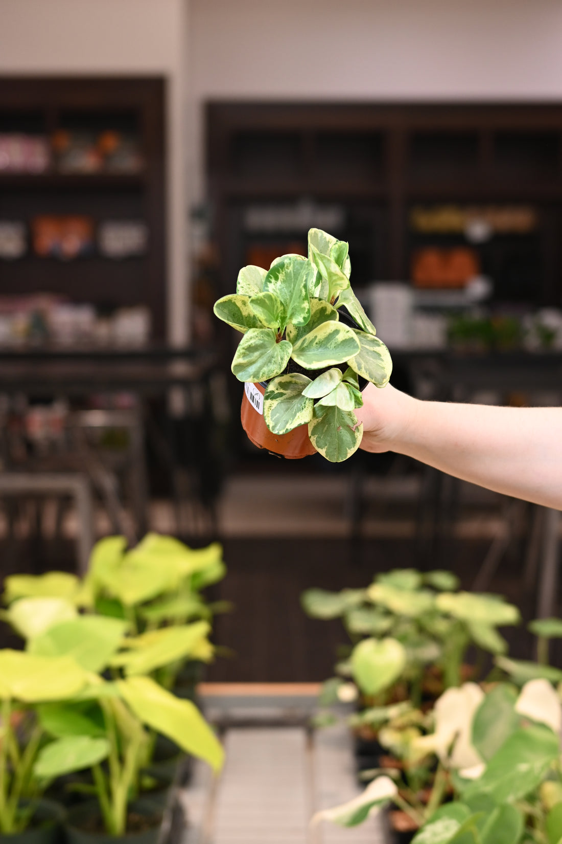 Peperomia Variegated