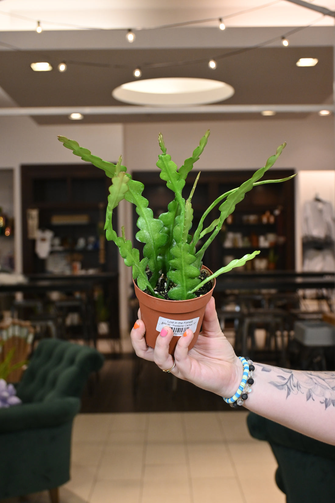 Fishbone Cactus
