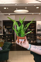 Fishbone Cactus