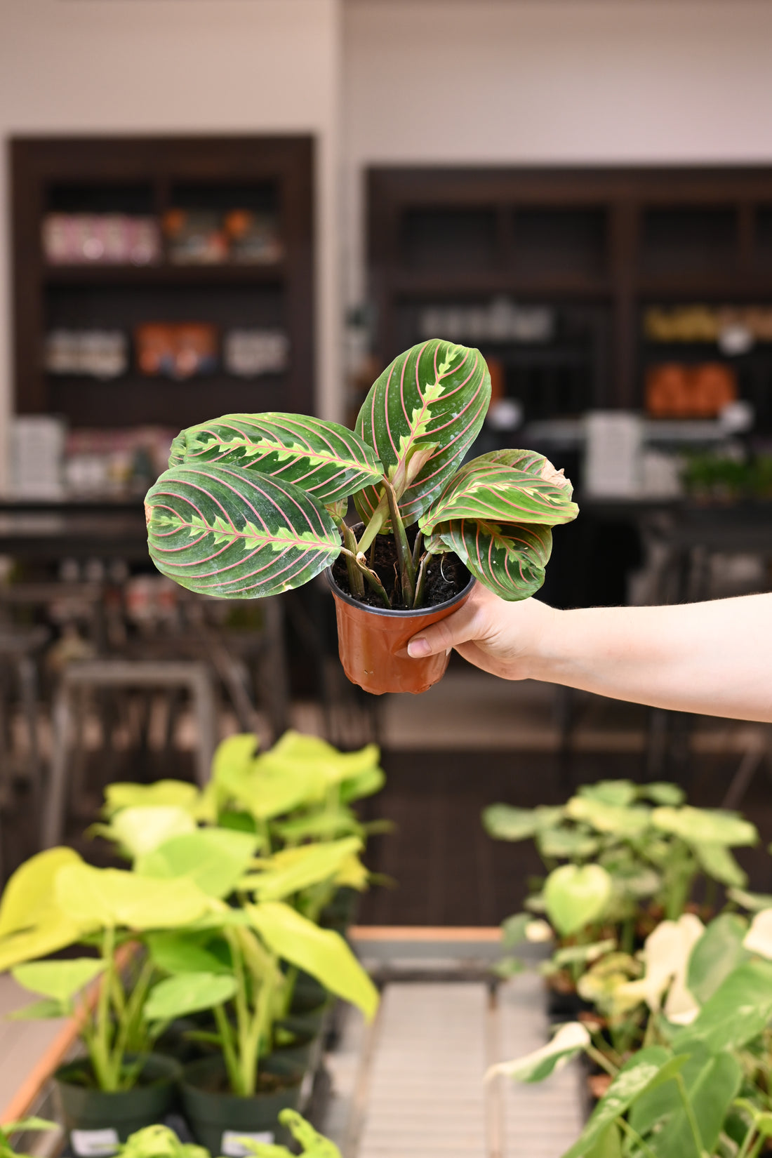 Maranta Red