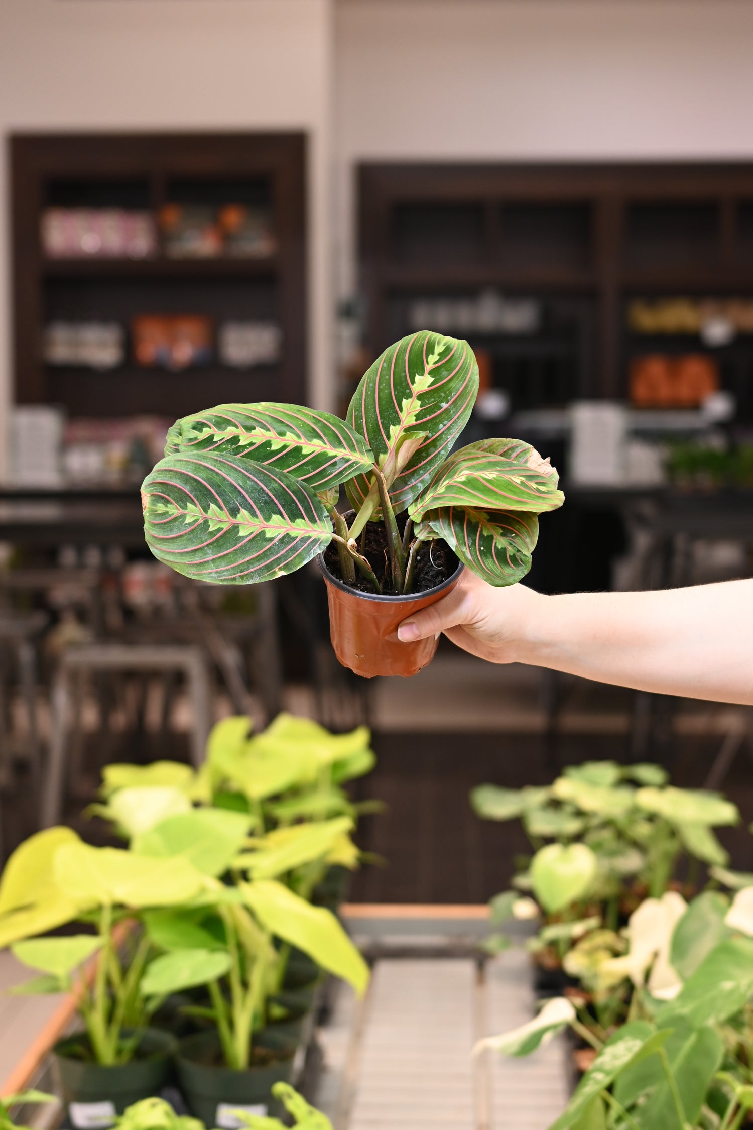 Maranta Red