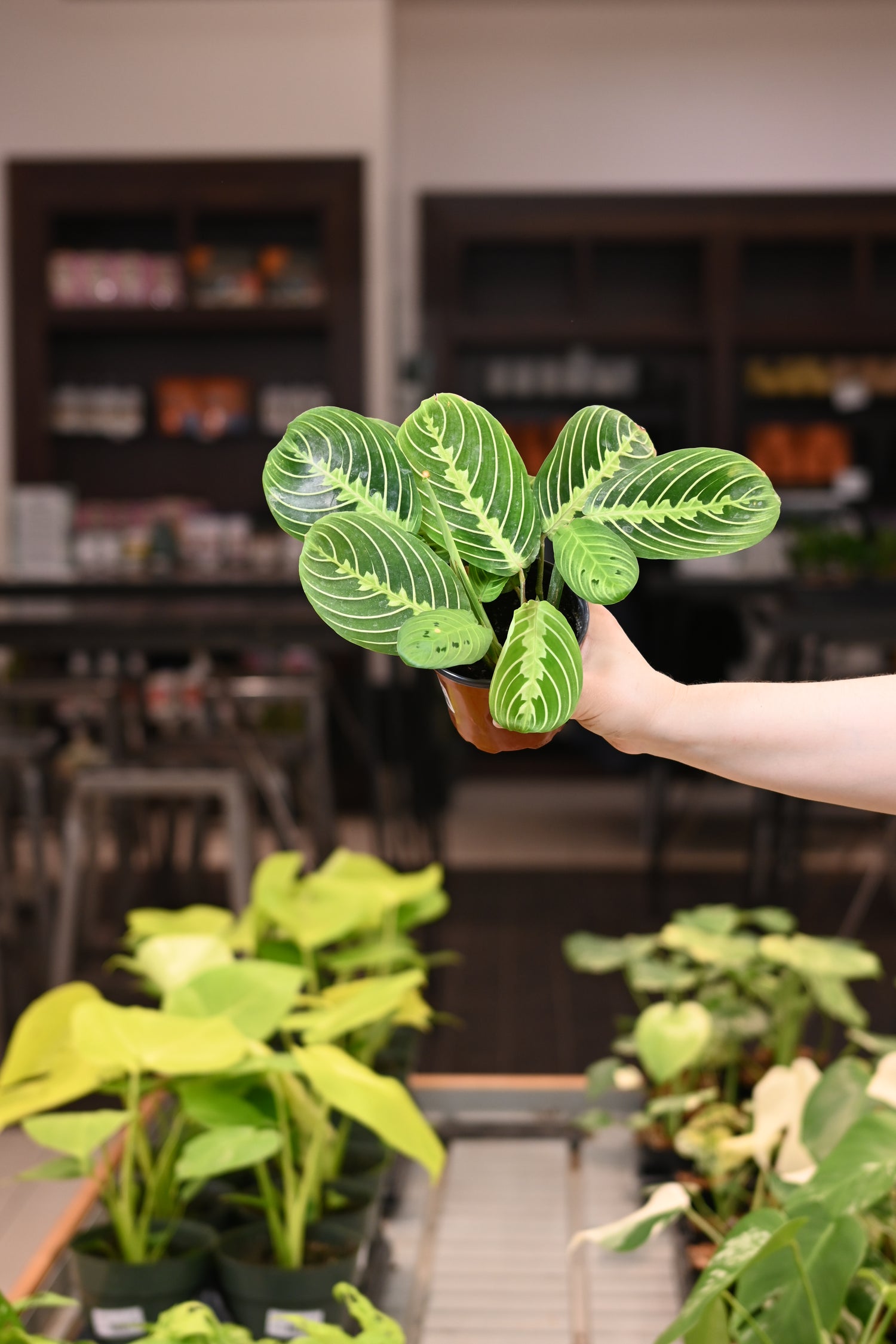 Maranta Lemon Lime