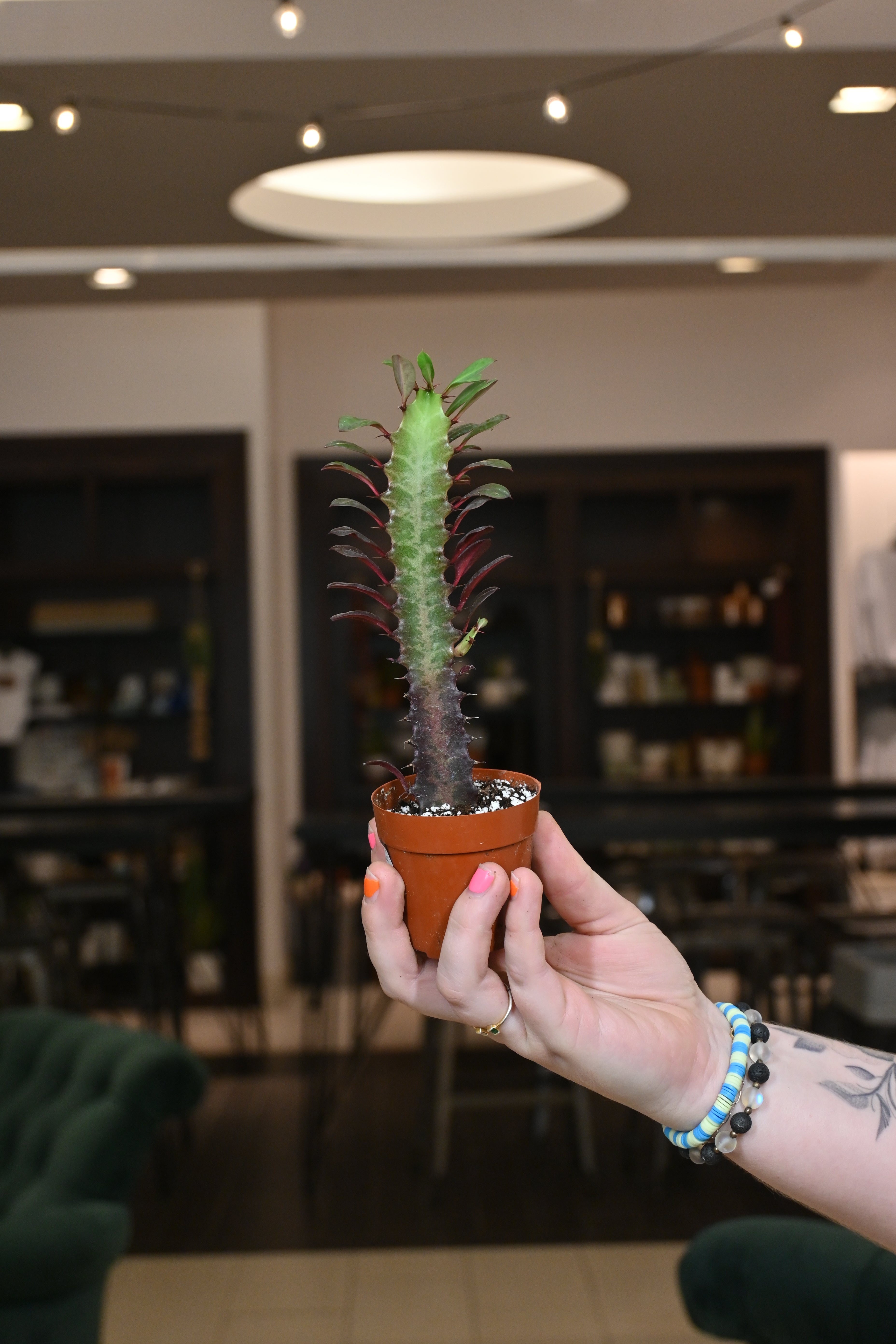 Euphorbia Trigona Rubra