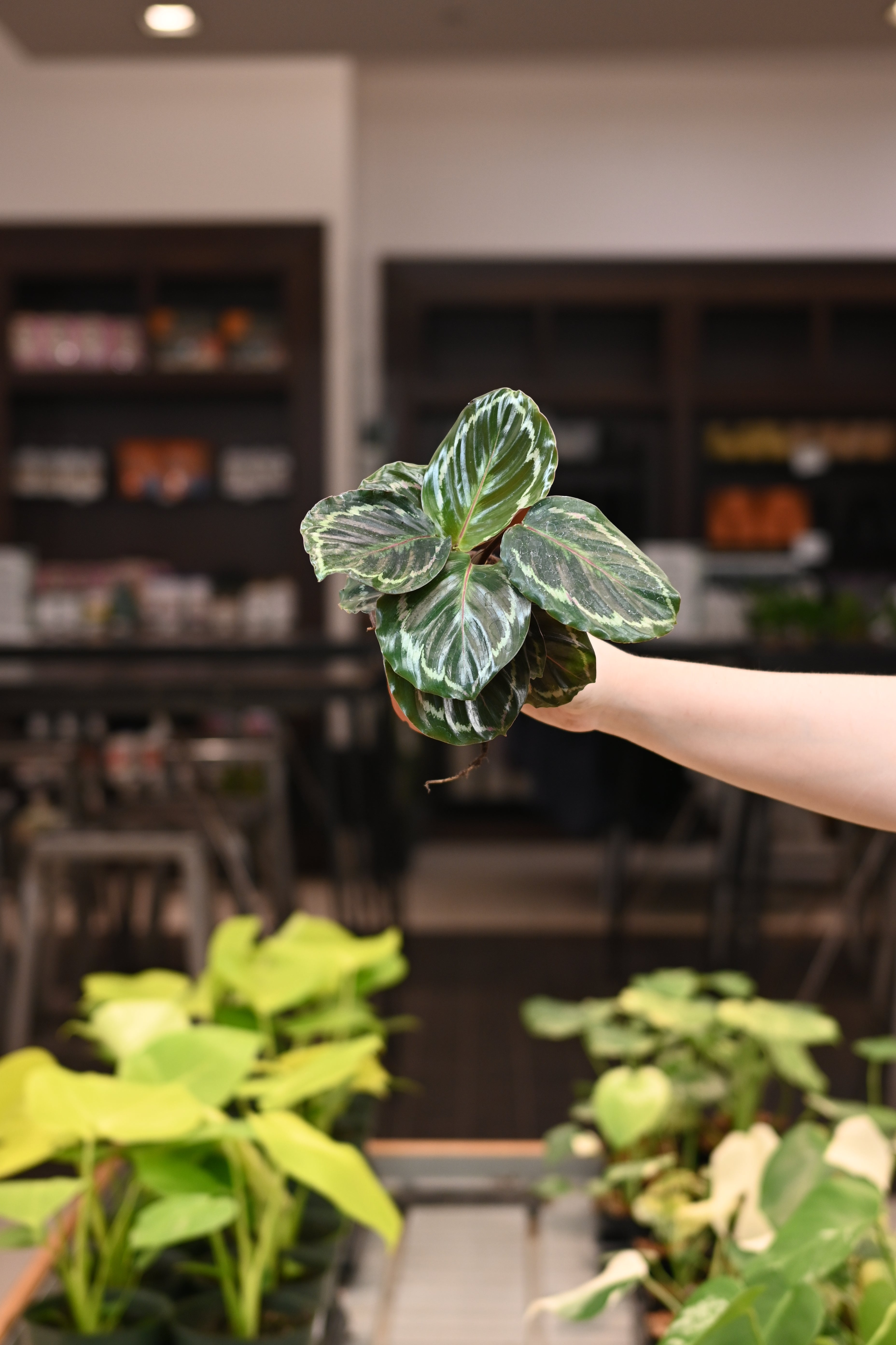 Calathea Medallion