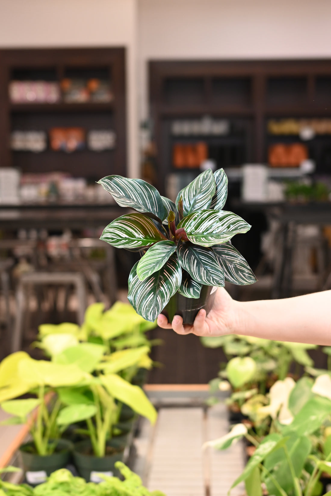 Calathea Ornata